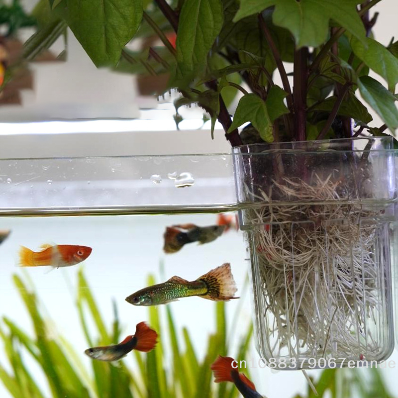 Wall-Mounted Transparent Hydro - Aquarium Planted Tank Setup reseña y precio
