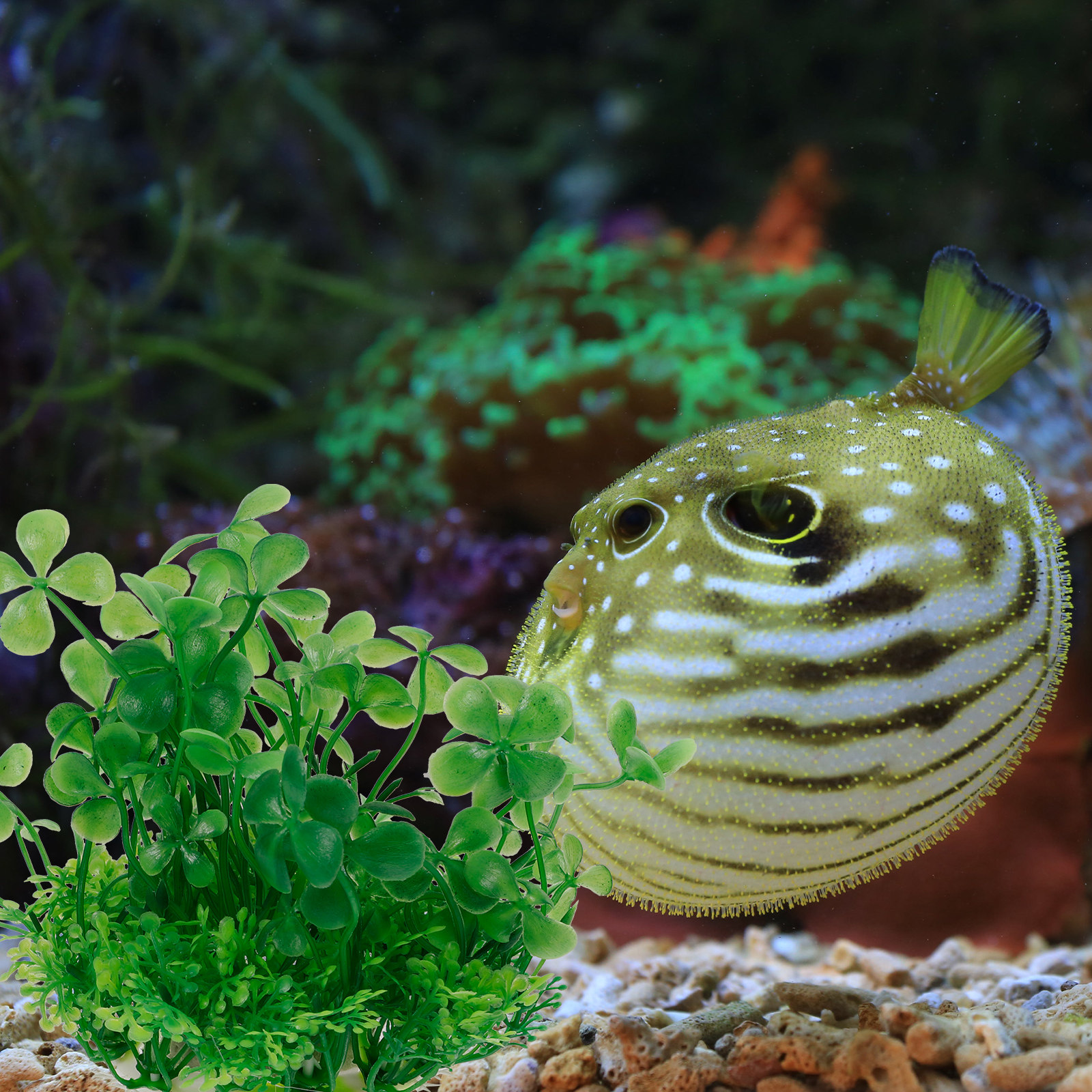 Premium Plastic Aquarium Plant - Aquarium Planted Tank Setup reseña y precio