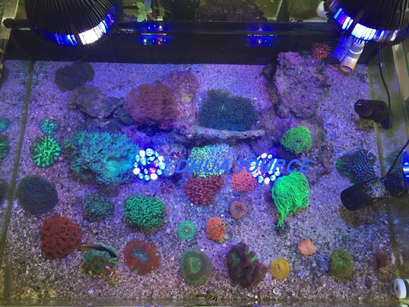 Full specturm LED Aquarium Ree - Aquarium Plant Growth reseña y precio