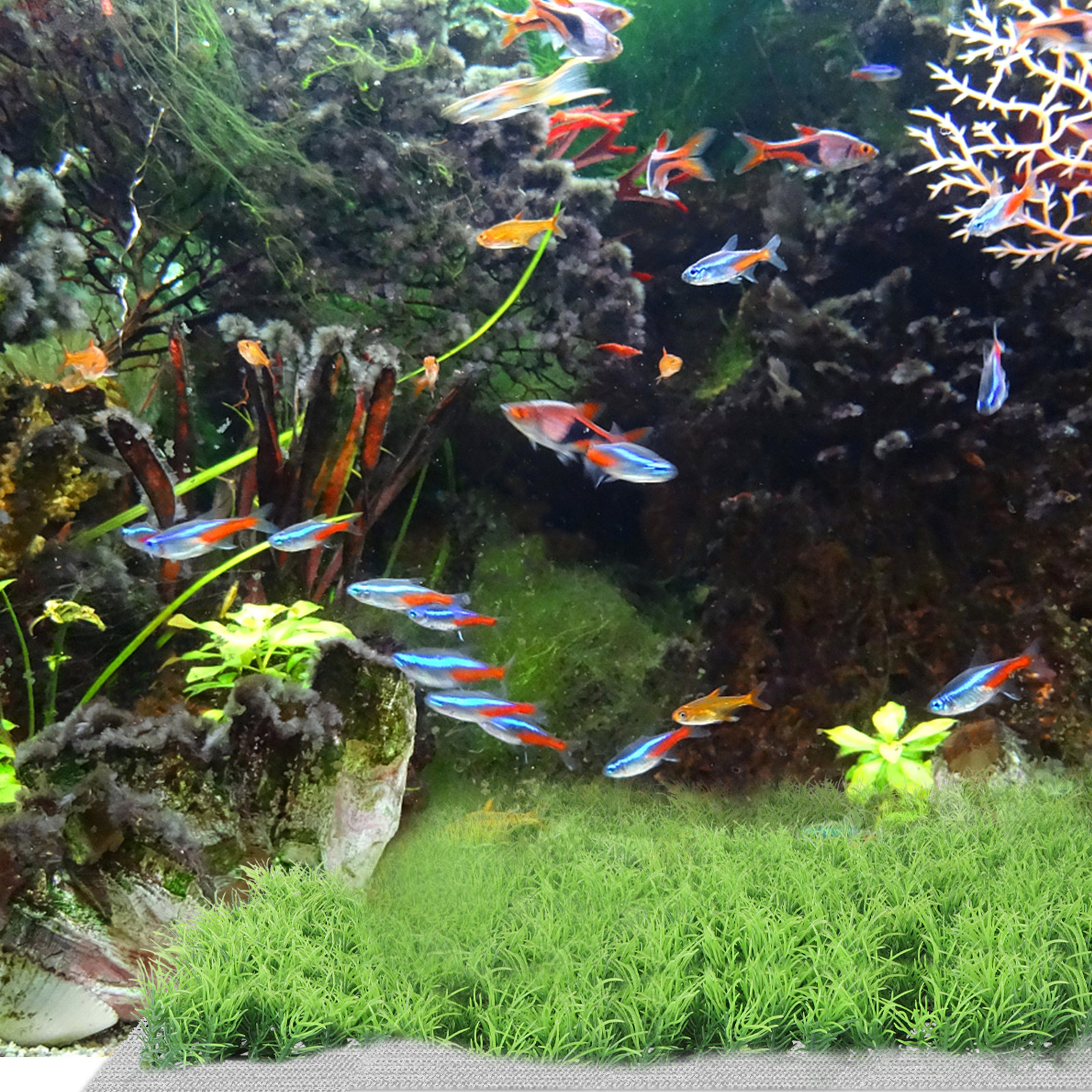 10Pcs Stainless Steel Aquarium - Planted Aquarium Carpet Plant reseña y precio