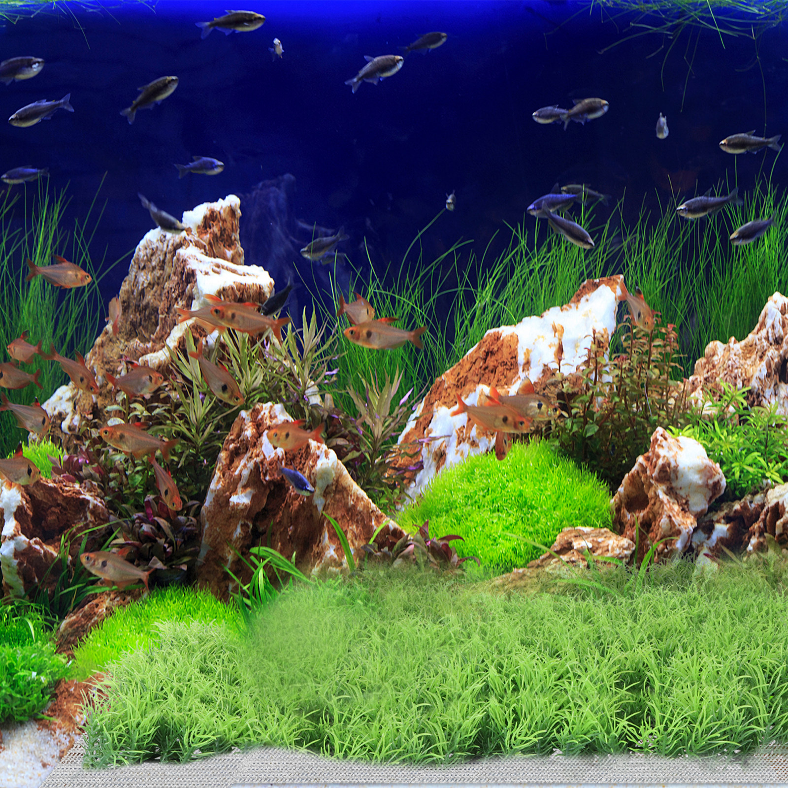 10Pcs Stainless Steel Aquarium - Planted Aquarium Carpet Plant reseña y precio