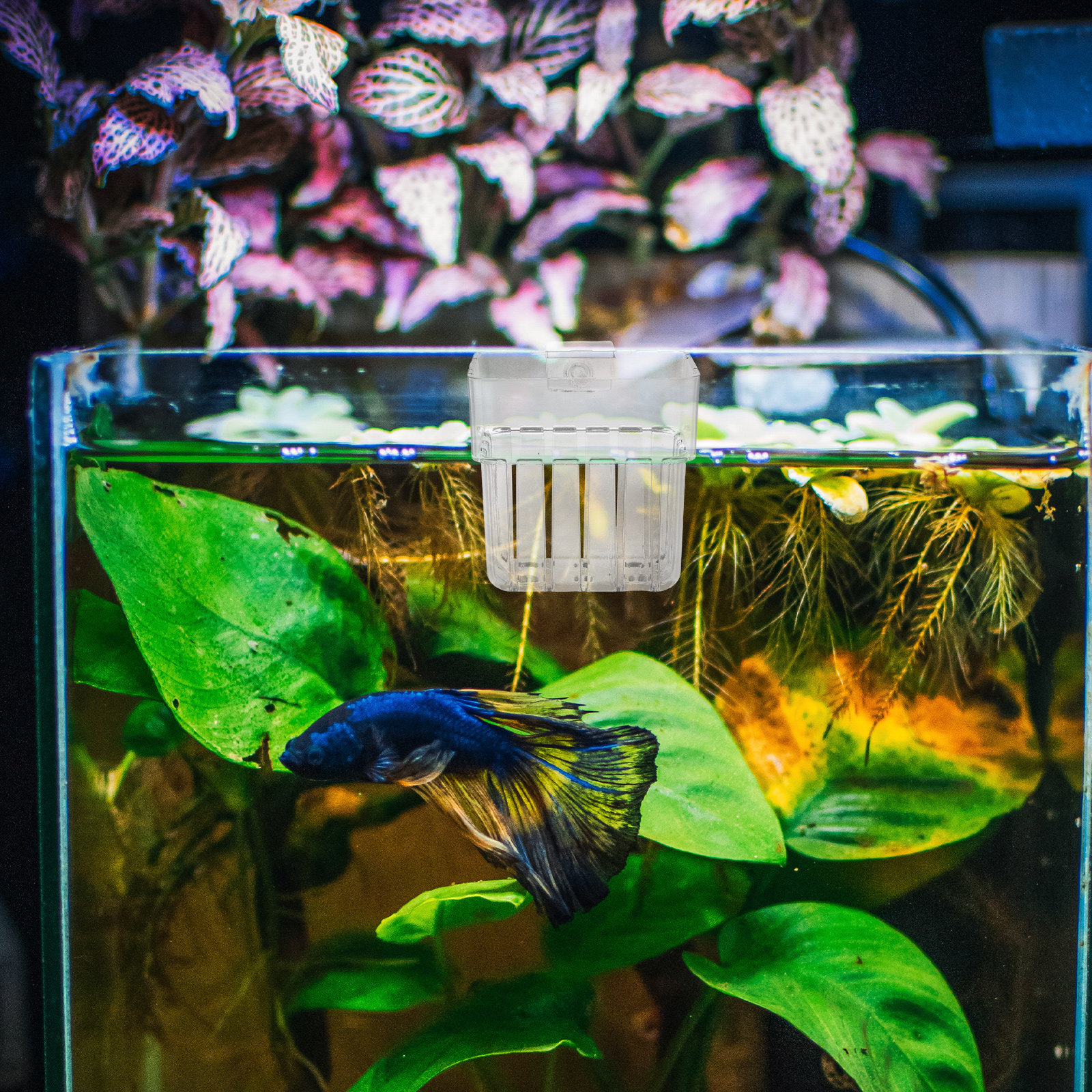 8Pcs Aquarium Plant Holder: Li - Aquarium Planted Tank Setup reseña y precio