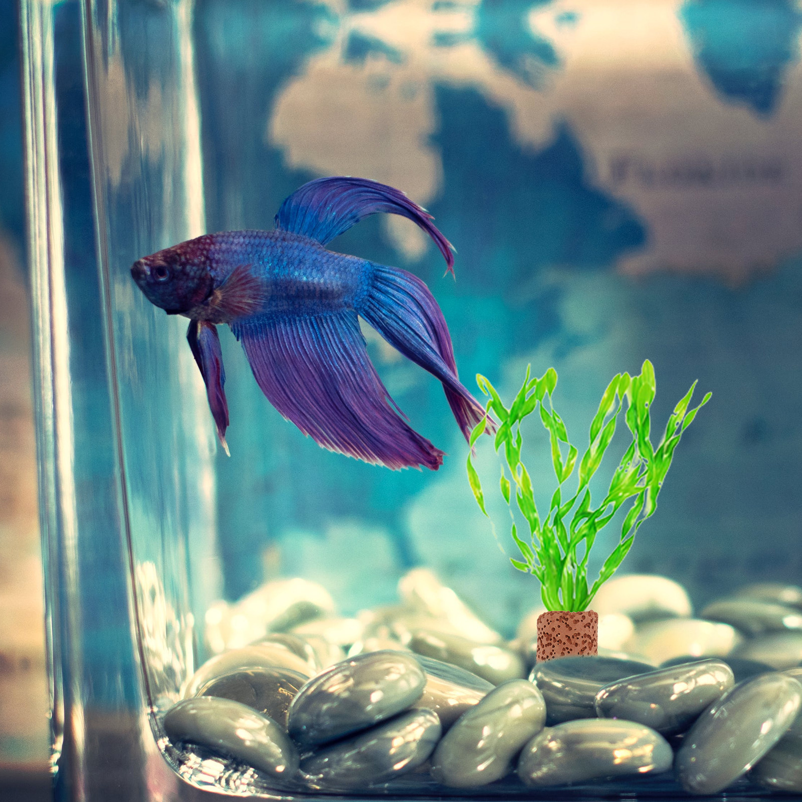 10Pcs Creative Water Plant Fix - Aquarium Planted Tank Setup reseña y precio