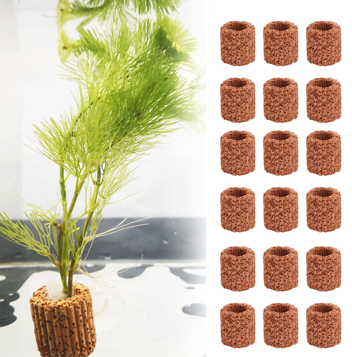 10/20Pcs Aquatic Water Plant F - Aquarium Plant Growth reseña y precio