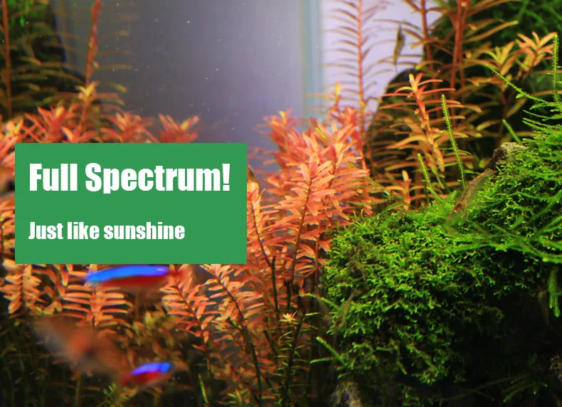 Chihiros C Series ADA Style Pl - Aquarium Plant Growth reseña y precio