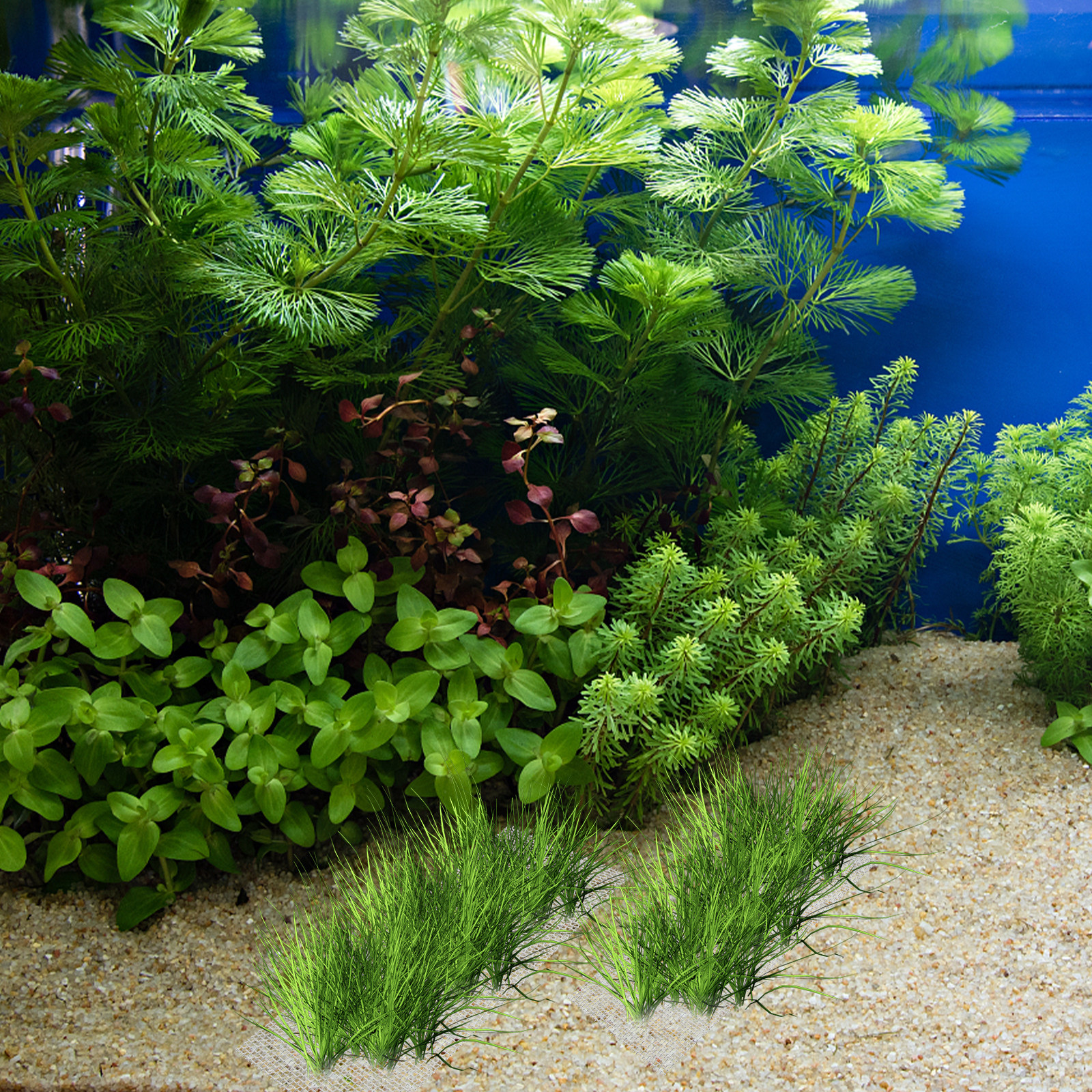 15Pcs Stainless Steel Moss Wal - Planted Aquarium Carpet Plant reseña y precio