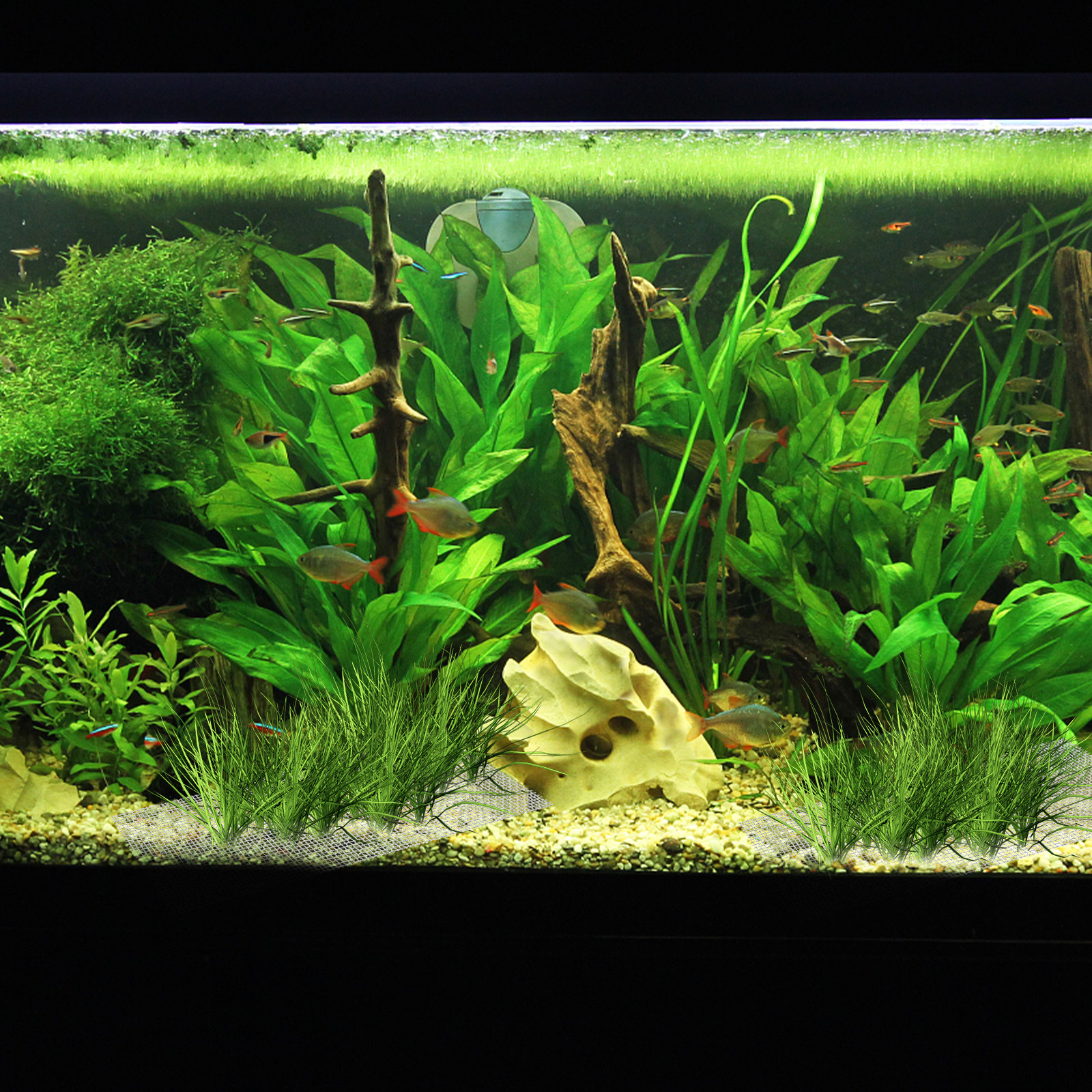 15Pcs Stainless Steel Moss Wal - Planted Aquarium Carpet Plant reseña y precio