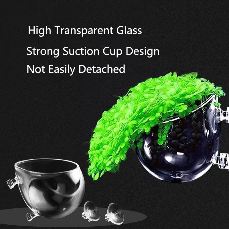 Glass Aquarium Decoration Hang - Aquarium Plant Growth reseña y precio