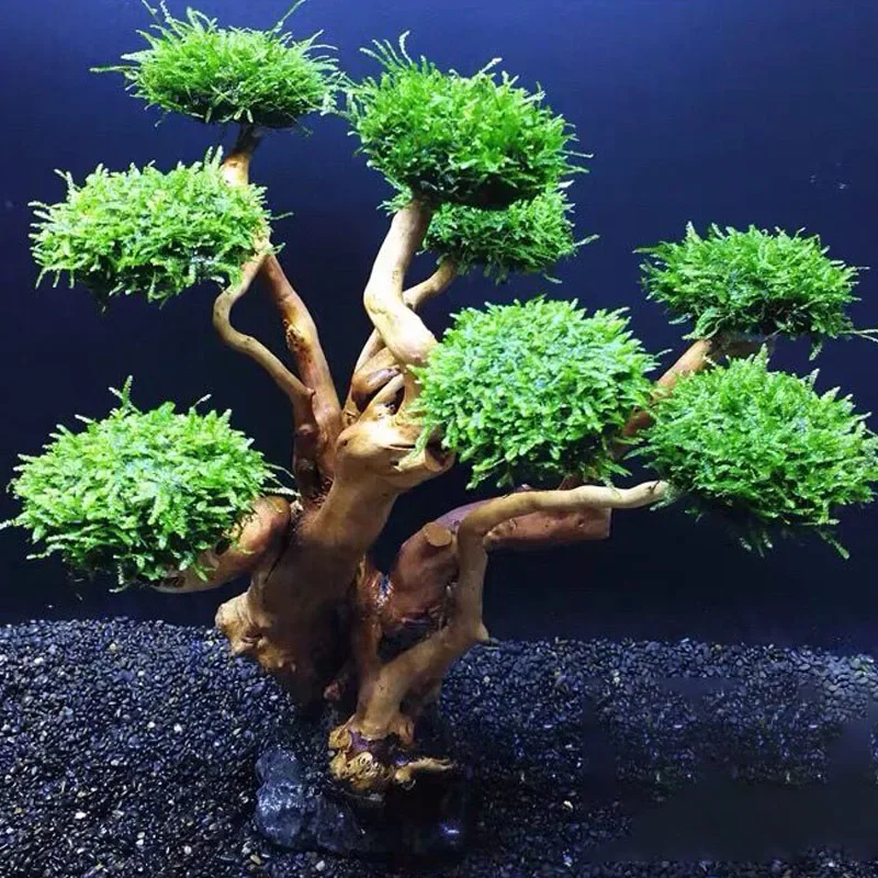 Fish Tank Plant Moss Tree Deco - Planted Aquarium Without Fish reseña y precio