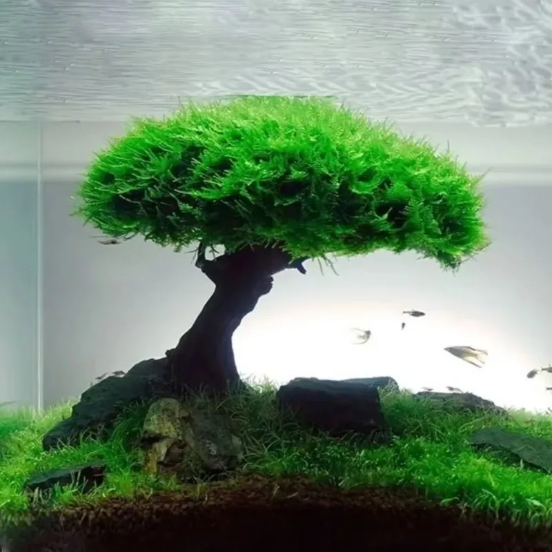 Aquarium Decoration Plant Moss - Planted Aquarium Without Fish reseña y precio