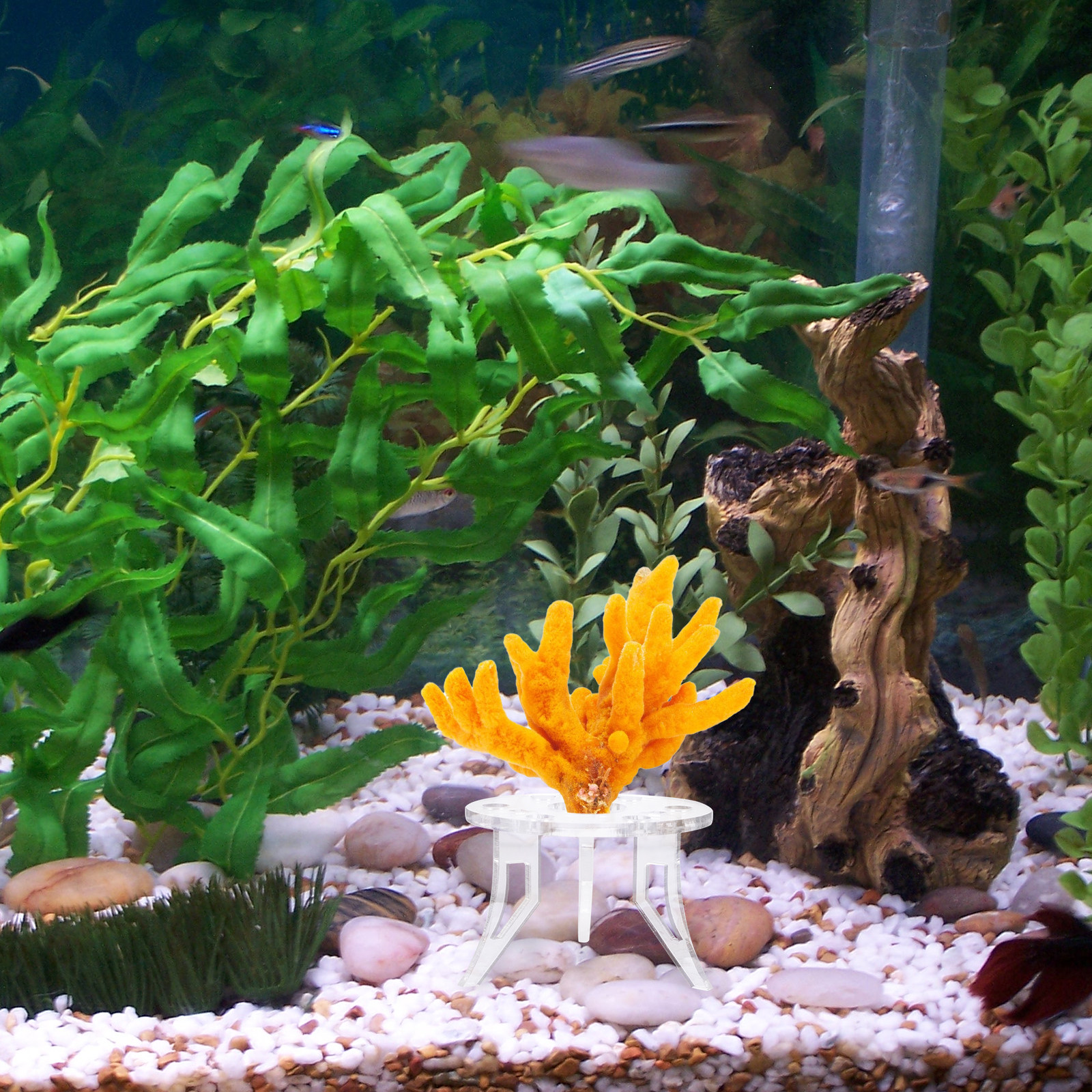 1Pcs Coral Base Stylish Strong - Aquarium Planted Tank Setup reseña y precio